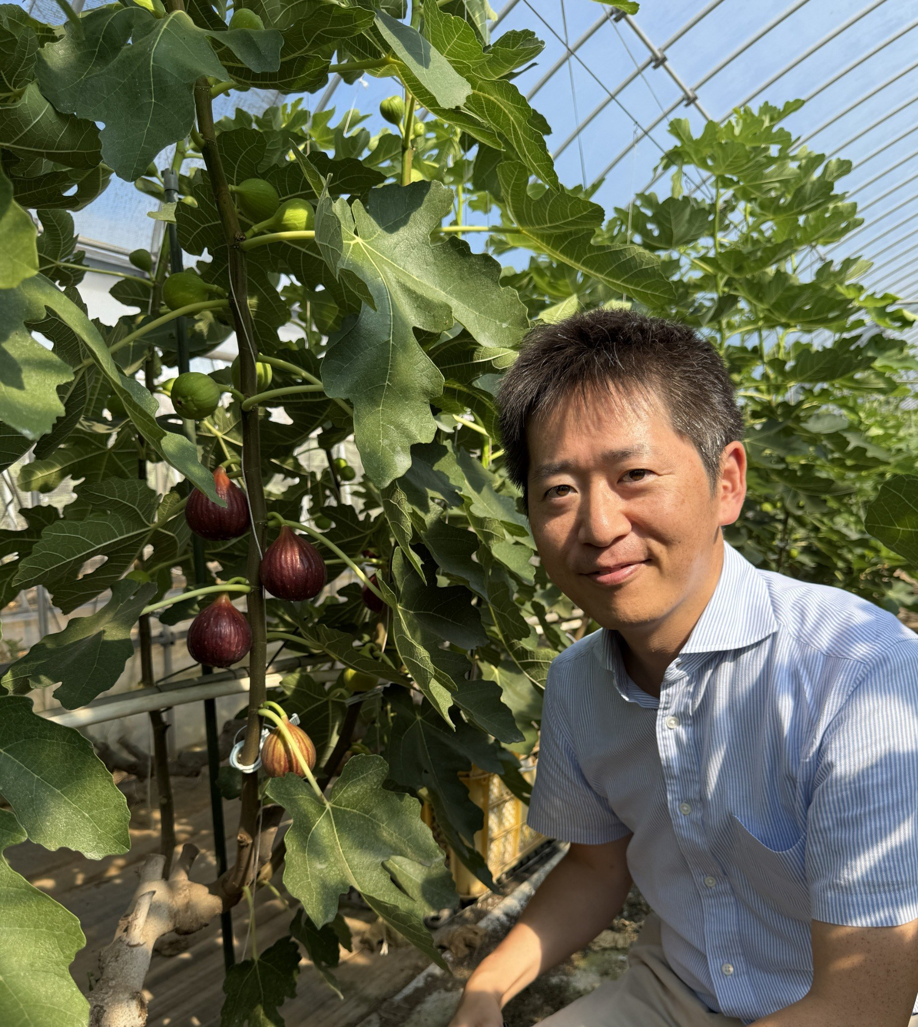 イチジク栽培の現場を訪れる代表 原田佑嗣